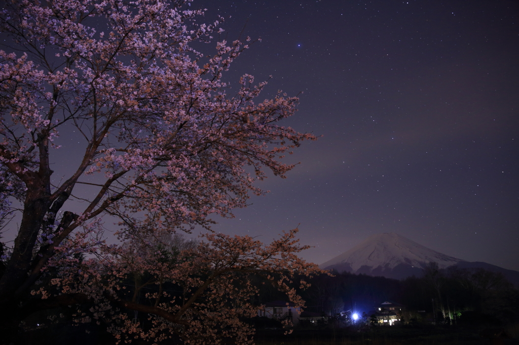 幻桜