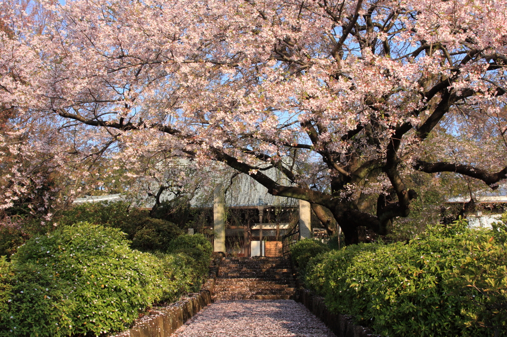 春の朝に