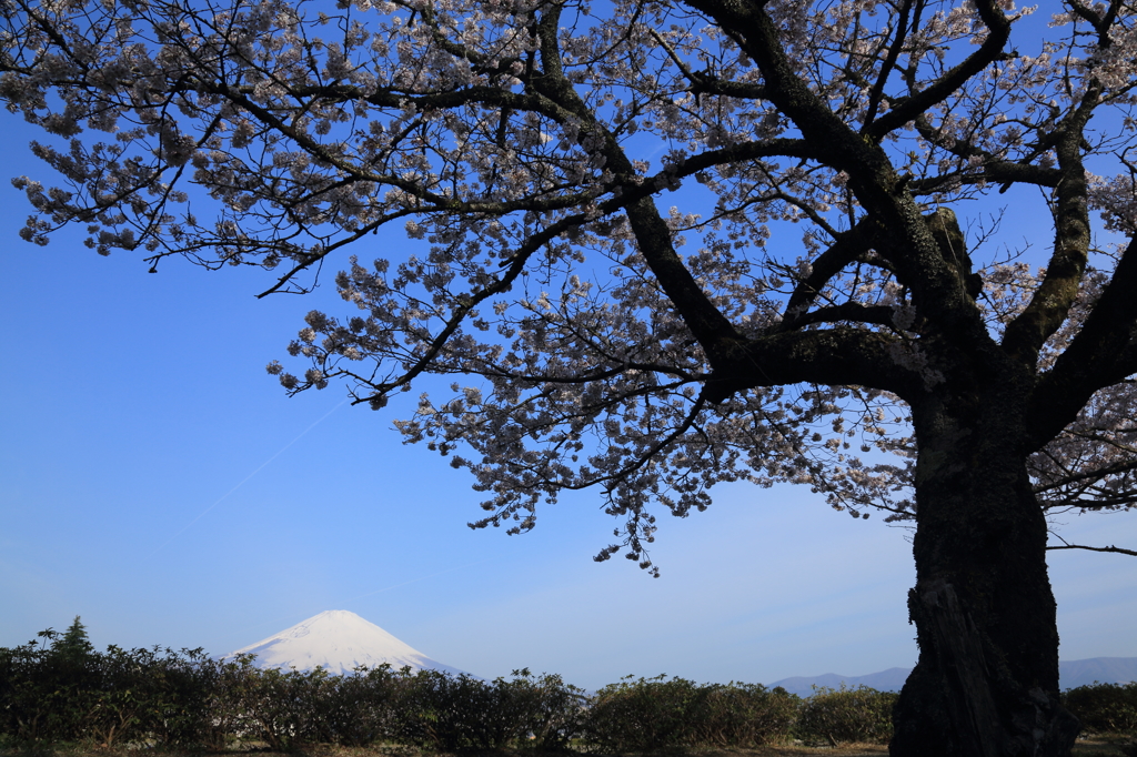 さくら日和