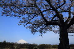 さくら日和