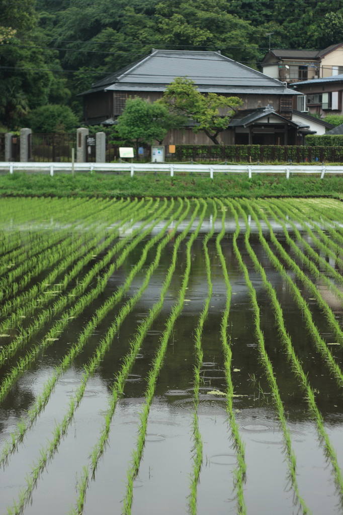 水無月の雨