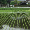 水無月の雨