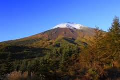 黄葉の朝