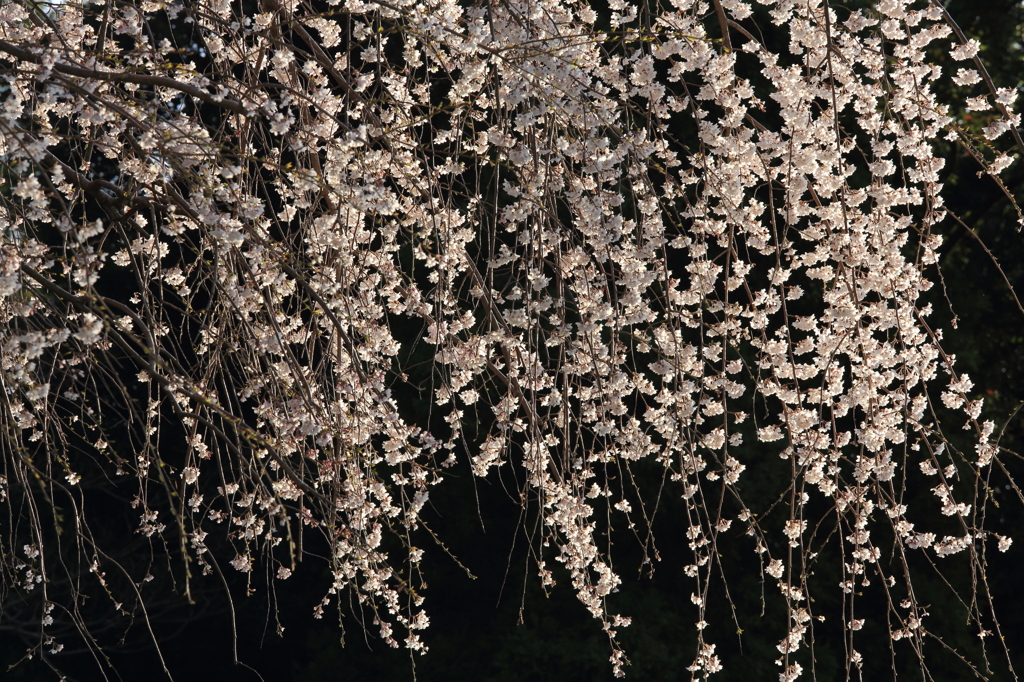 花簾
