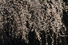 花簾
