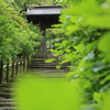 新緑の参道