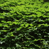 緑の滝
