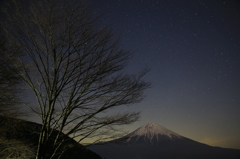 星の木
