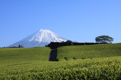 茶畑と富士