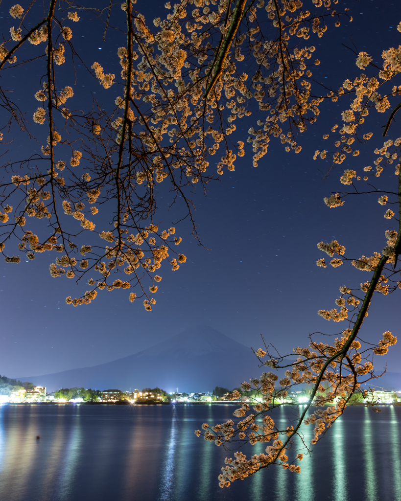 夜桜