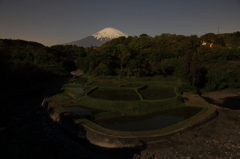 月夜の水田