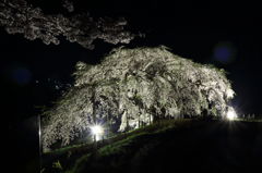 中島の地蔵桜2