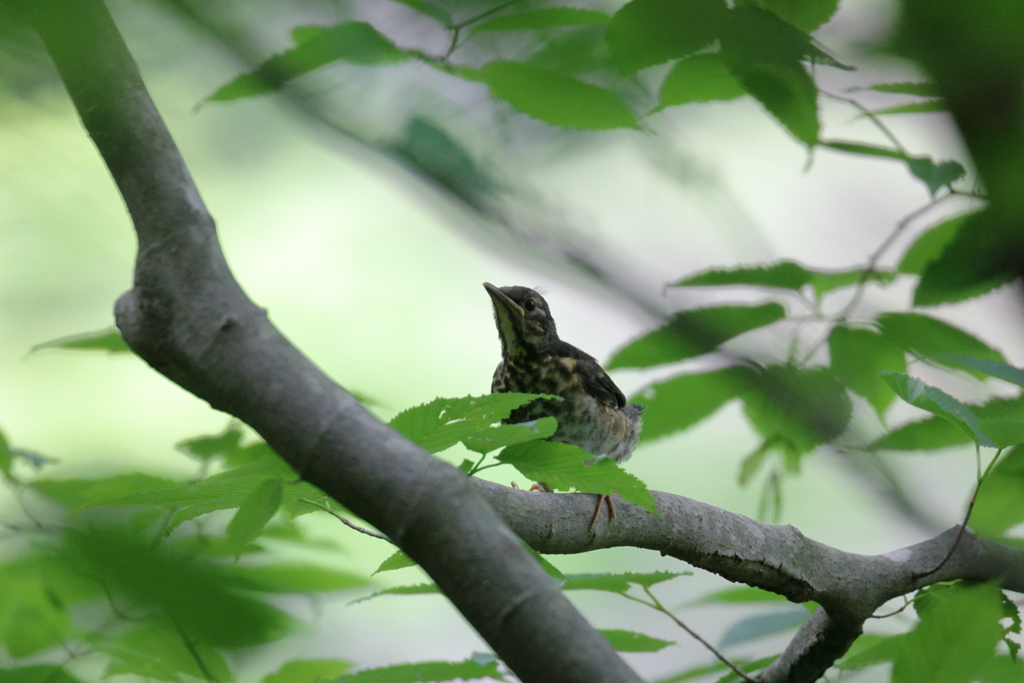 クロツグミ幼鳥