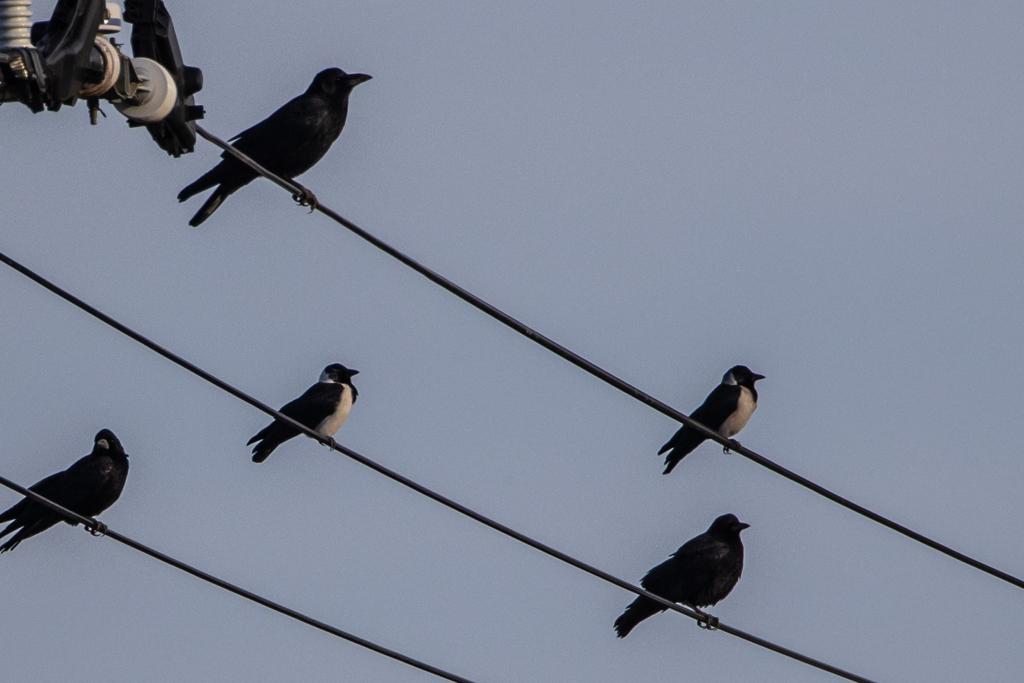 コクマルカラス