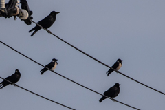 コクマルカラス