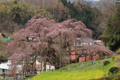 咲始めの滝桜