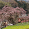 咲始めの滝桜