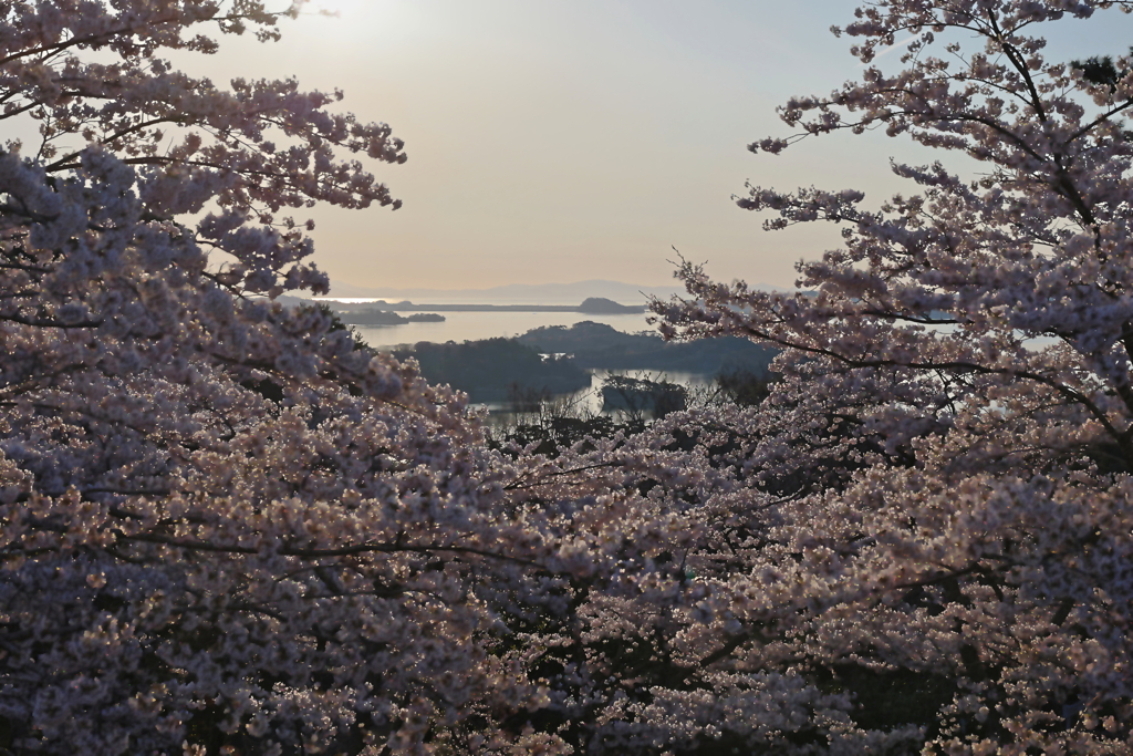 桜満開の松島5
