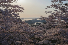 桜満開の松島5