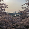 桜満開の松島5
