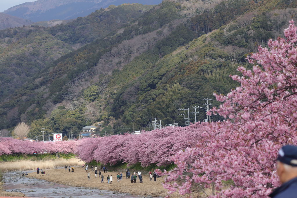 河津桜