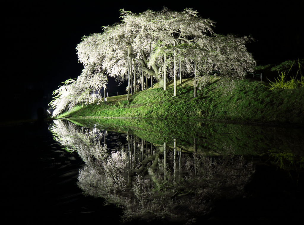 中島の地蔵桜