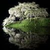 中島の地蔵桜