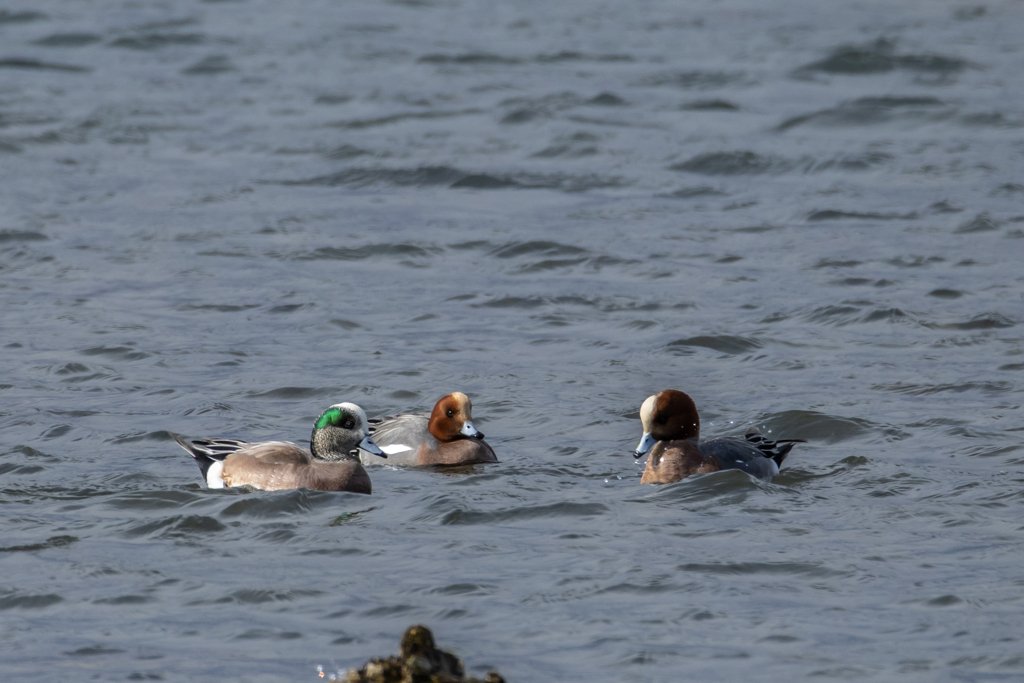 アメリカヒドリ