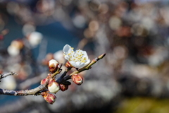 早春の花３