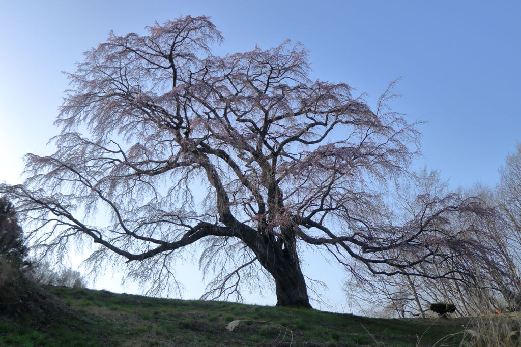 五斗蒔田桜