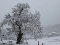 満開の雪