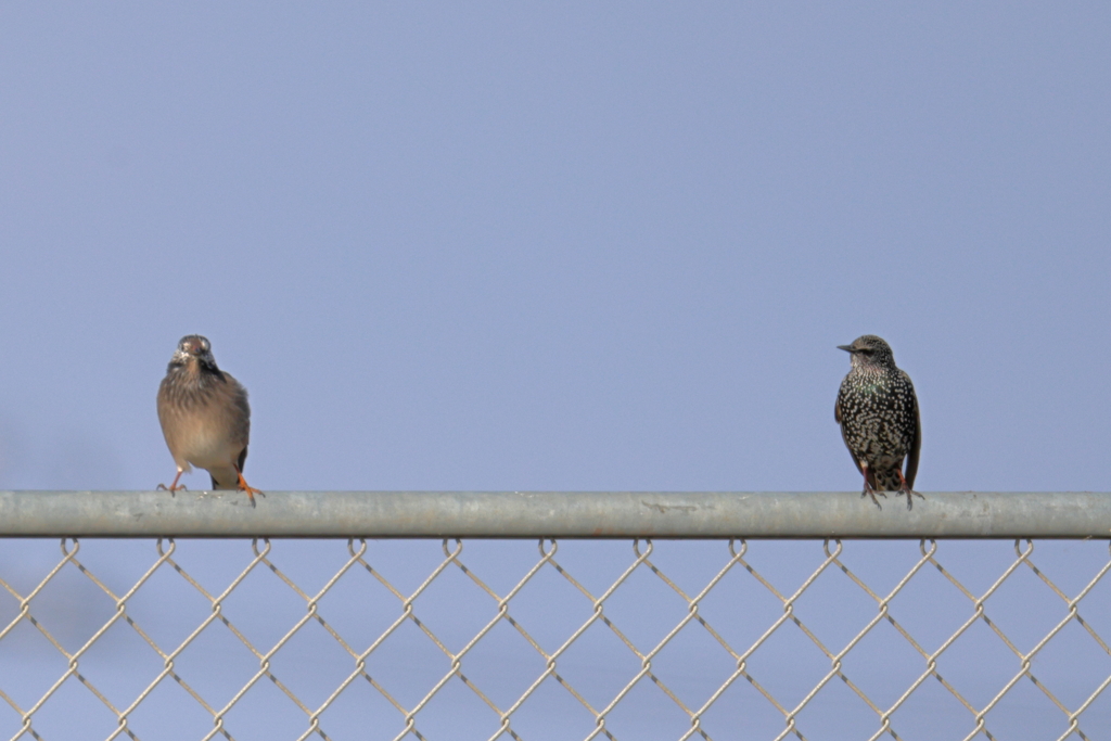 初ホシムクドリ