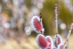 早春の花4