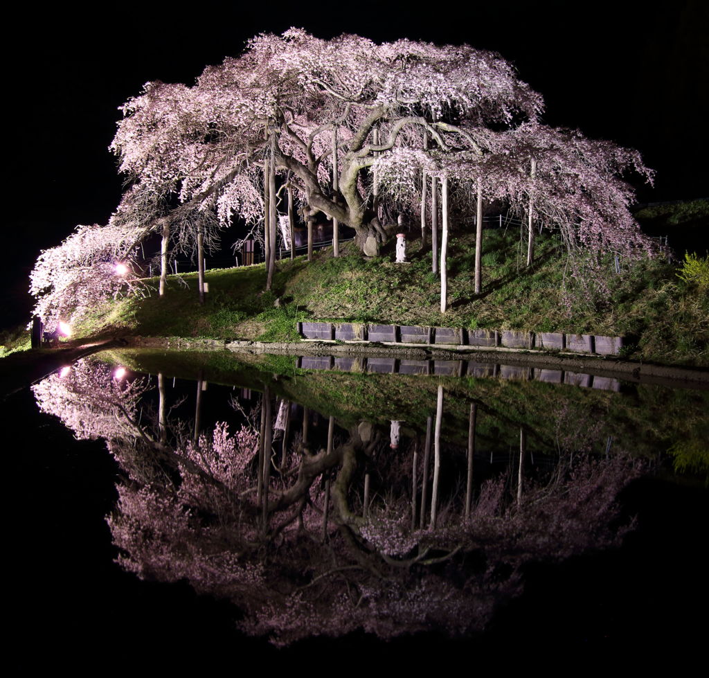 中島 の 地蔵 桜