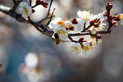 早春の花