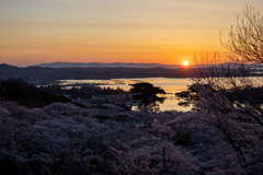 桜満開の松島2