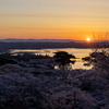 桜満開の松島2