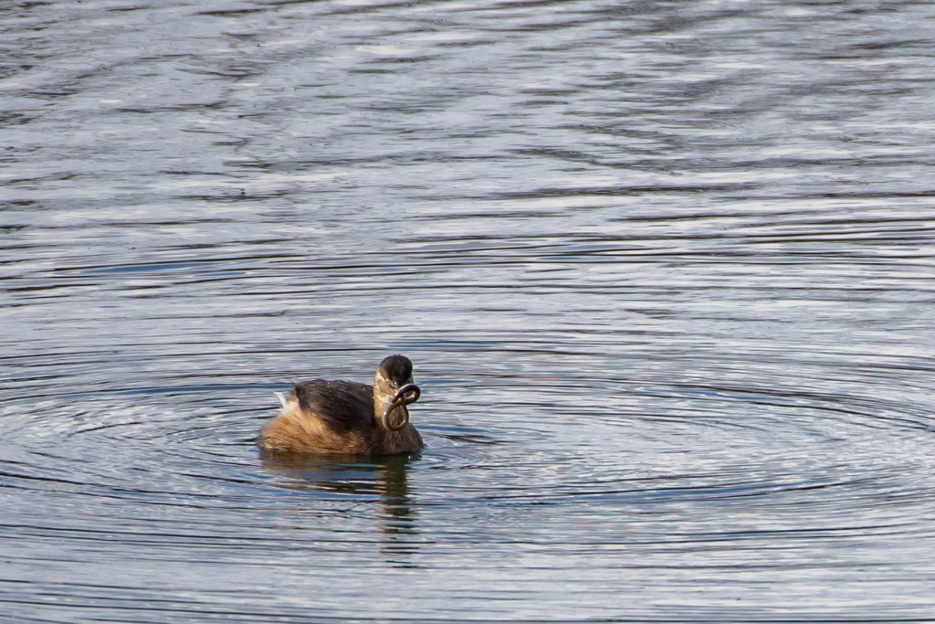 高級食材ゲット!!