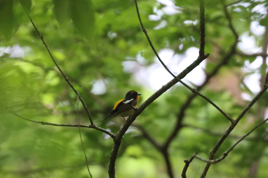 今季初キビタキ