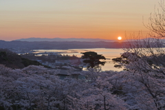 桜満開の松島3