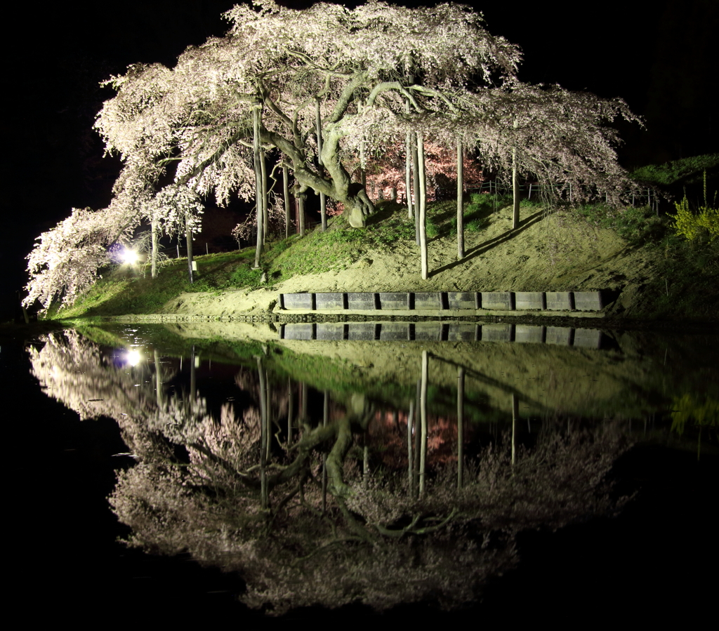 2016中島の地蔵桜