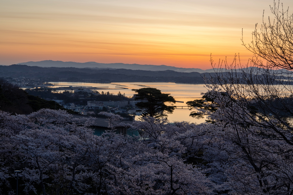 桜満開の松島1