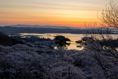 桜満開の松島1