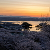 桜満開の松島1