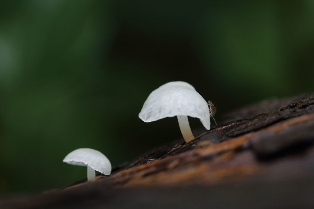 きのこと・・・