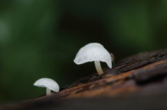 きのこと・・・