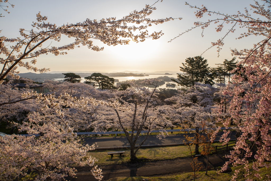 桜満開の松島4