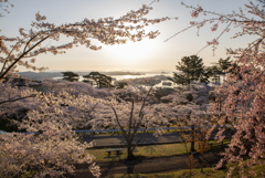 桜満開の松島4