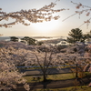 桜満開の松島4