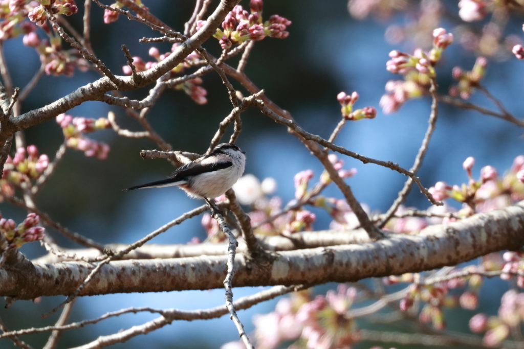 エナガ桜1